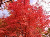 モミジの紅葉