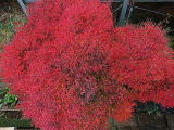 ドウダンツツジ紅葉