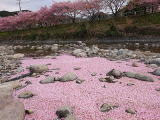 桜の花筏