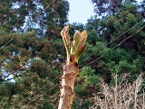 タラの芽