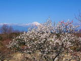 梅公園からの富士山