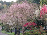 枝垂れ桜＆花桃