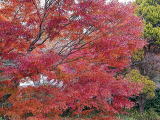 モミジの紅葉