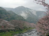 那賀川の桜